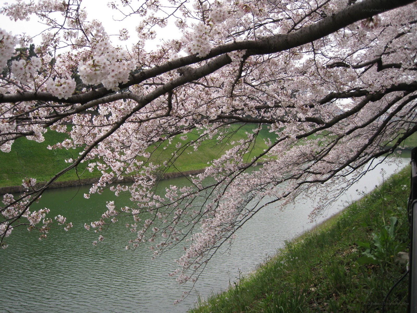 Cherry blossoms over a river