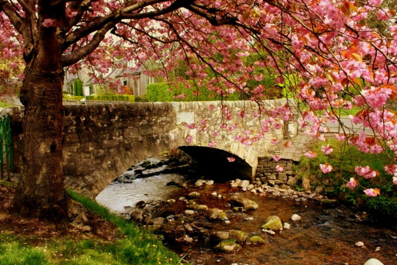 Cherry blossoms over a stone bridge