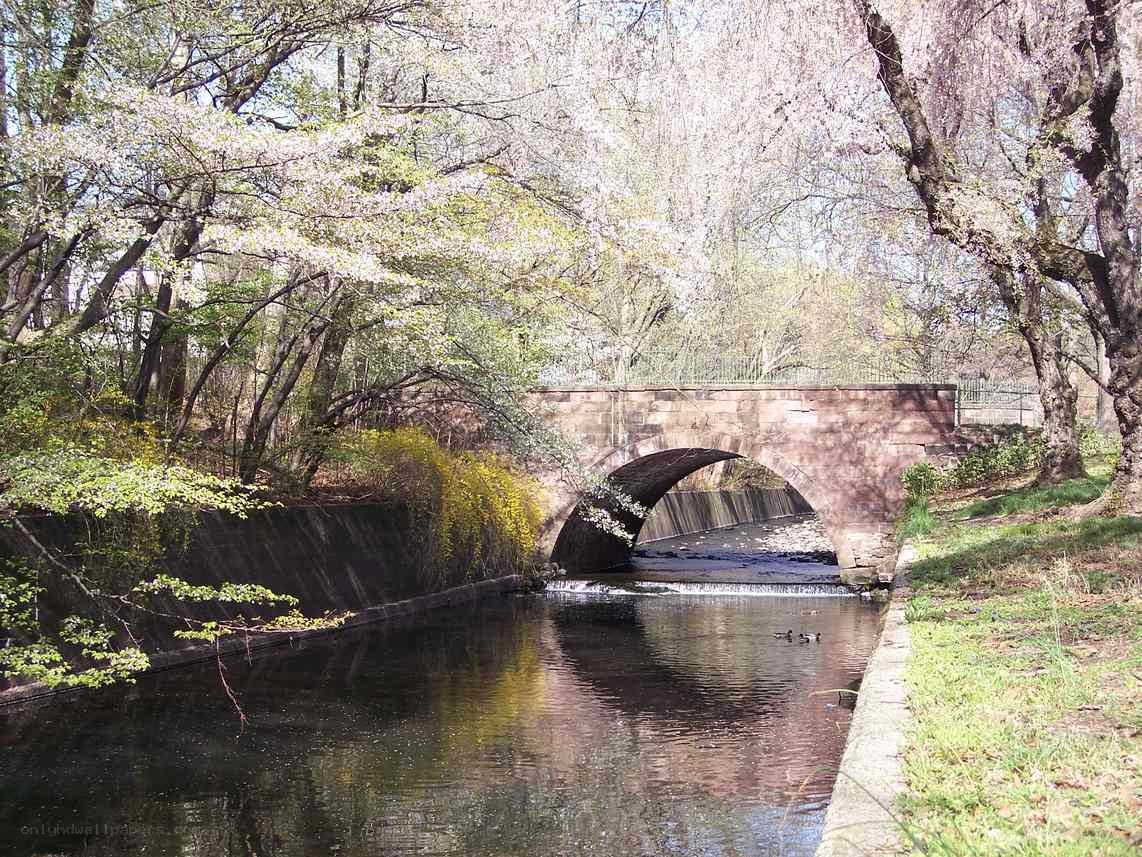 Cherry blossoms over a stone bridge