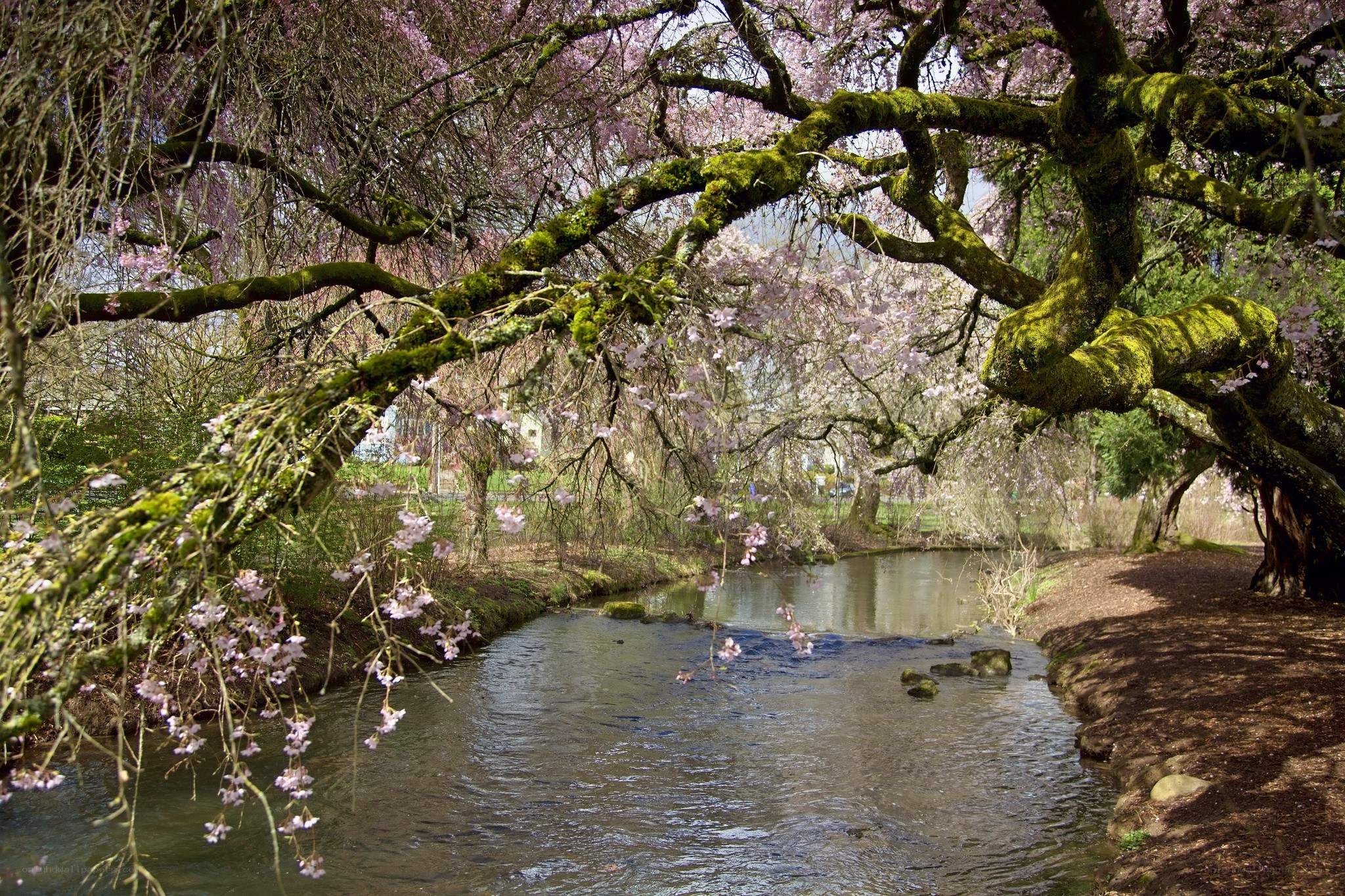 Cherry blossoms over a stream