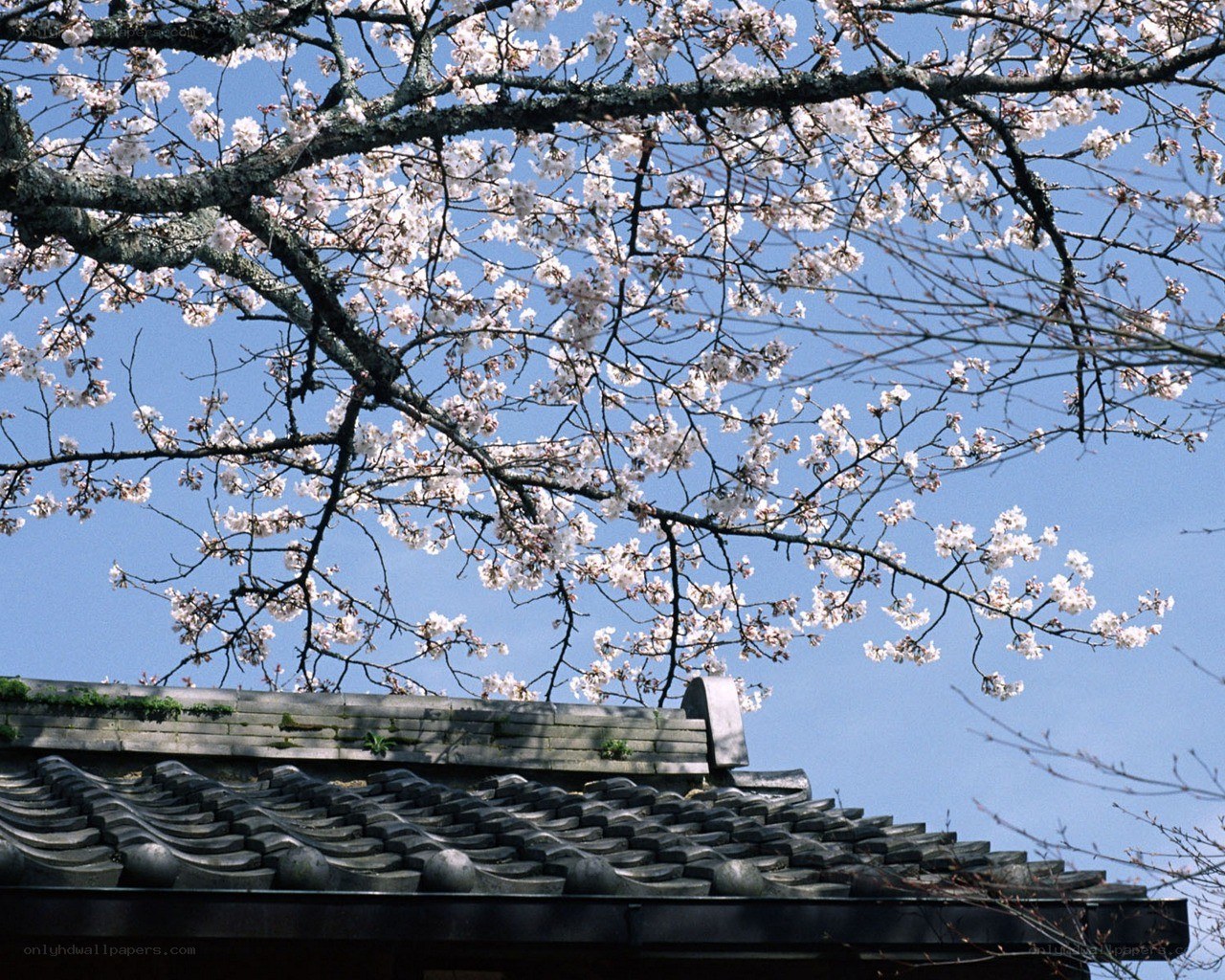 Cherry blossoms over a traditional roof