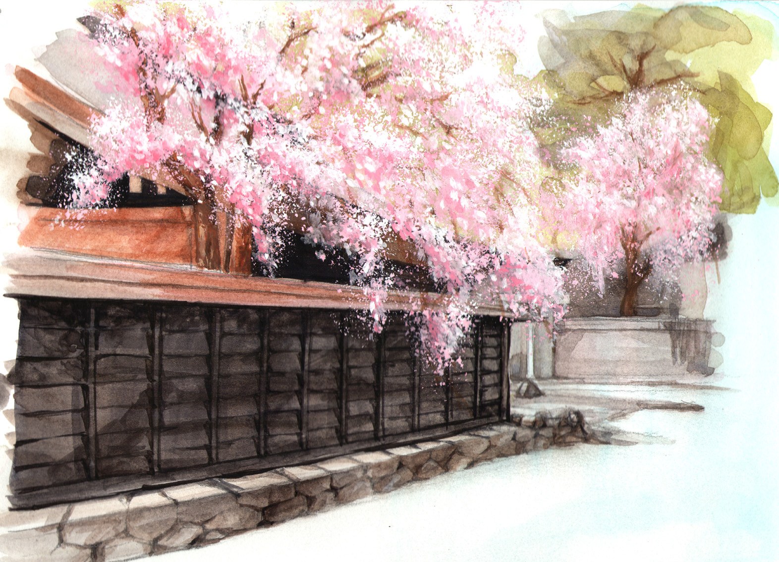 Cherry blossoms over a traditional wall