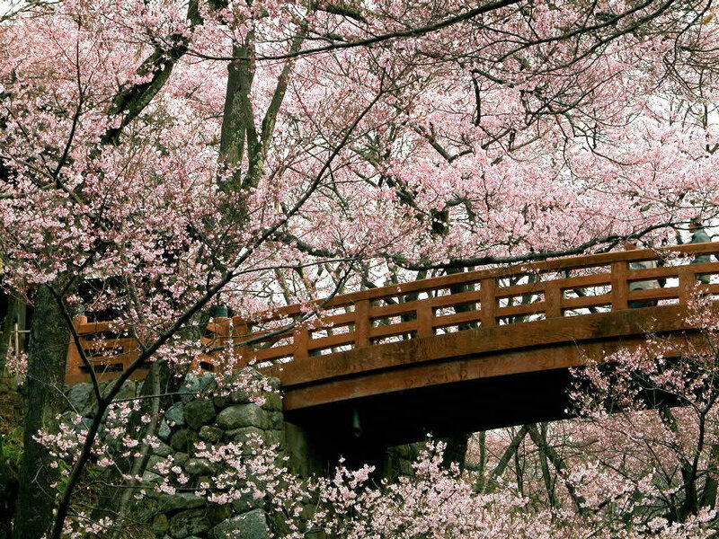 Cherry blossoms over a wooden bridge