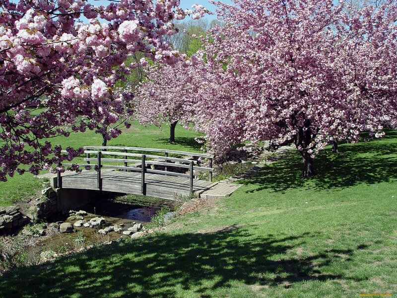 Cherry blossoms over a wooden bridge