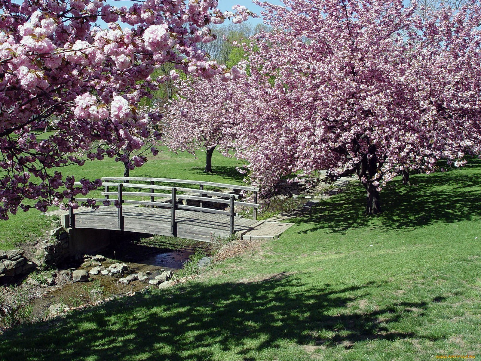 Cherry blossoms over a wooden bridge