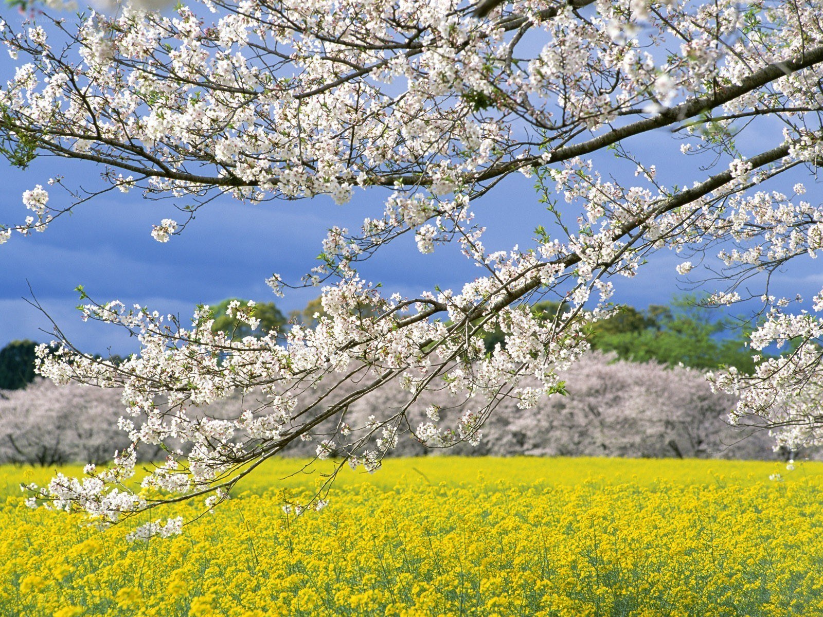 Cherry blossoms over a yellow field