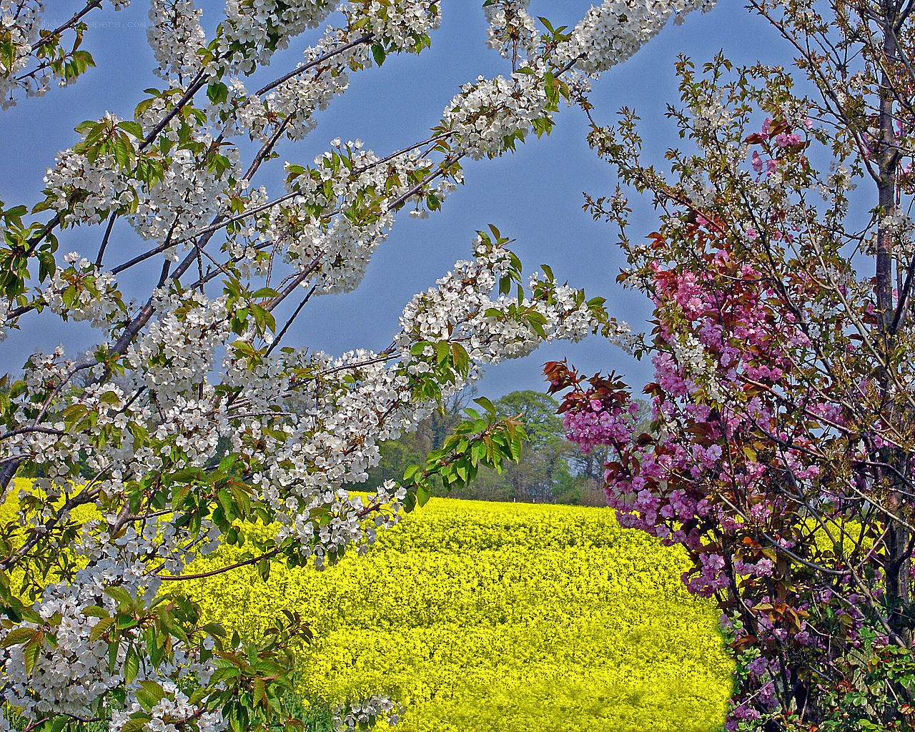 Cherry blossoms over a yellow field