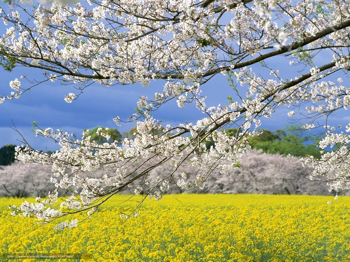 Cherry blossoms over a yellow field