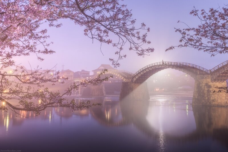 Cherry Blossoms over Bridge — Purple