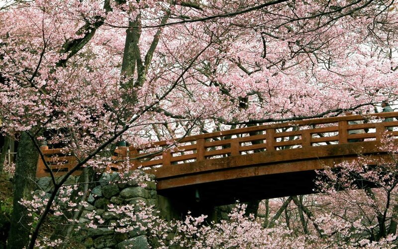 Cherry Blossoms over Bridge