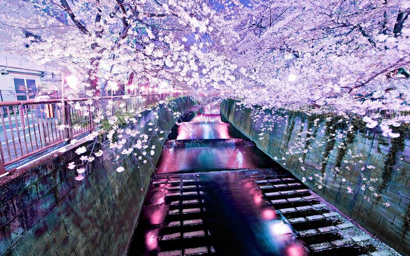 Cherry blossoms over canal at night