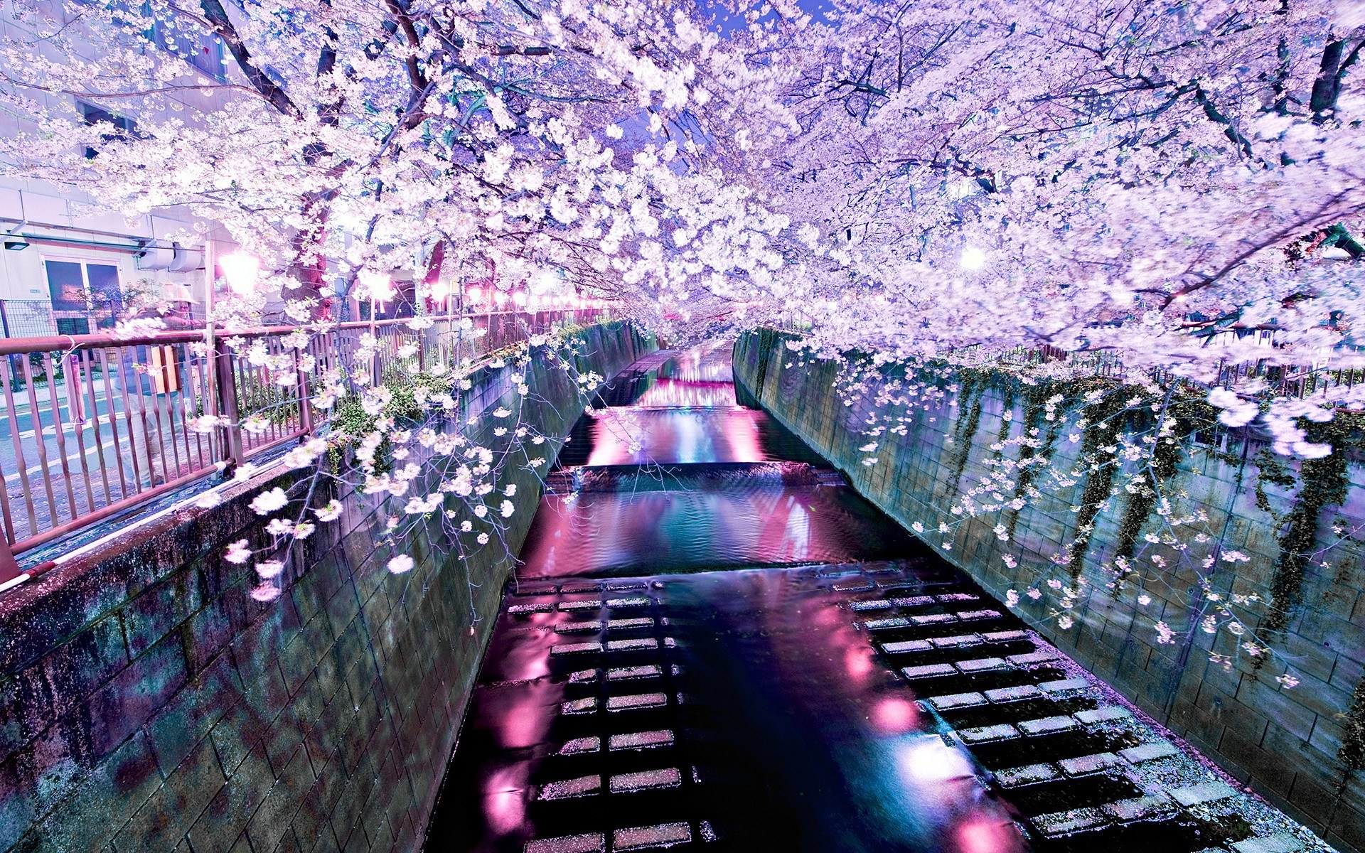 Cherry blossoms over canal at night