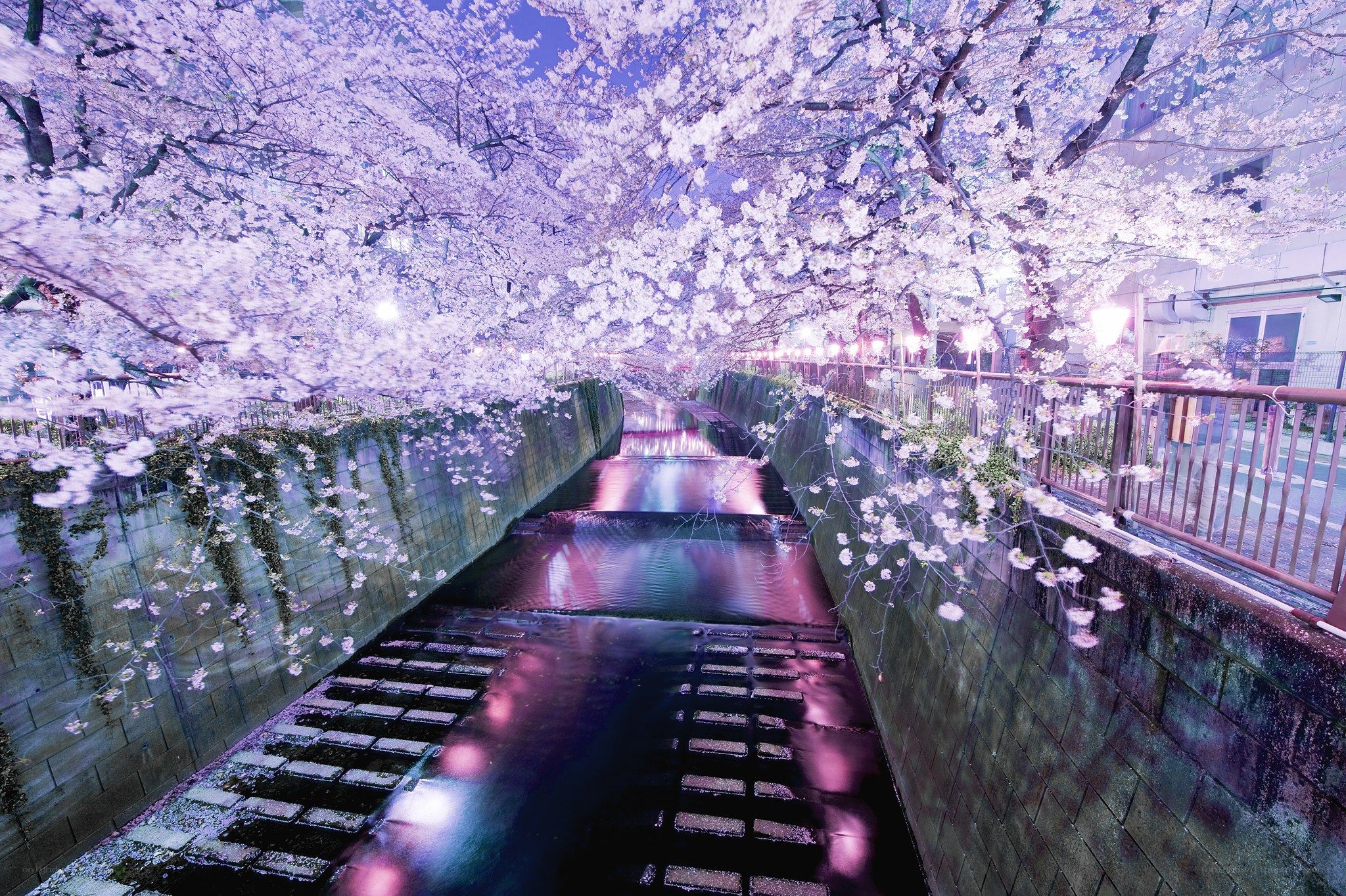 Cherry blossoms over canal at night