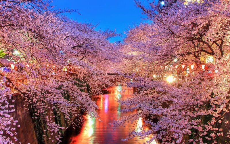 Cherry Blossoms over Canal — Pink, Serene, Night, Photograph, Lights