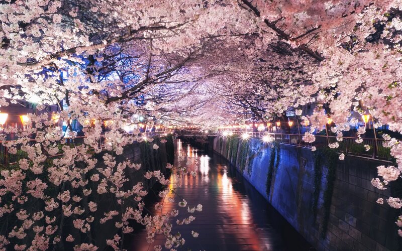Cherry Blossoms over Canal — Pink, Serene, Night, Photograph, Trees, Lights