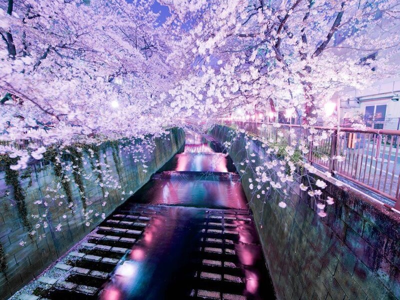 Cherry Blossoms over Canal — Pink, Serene, Night