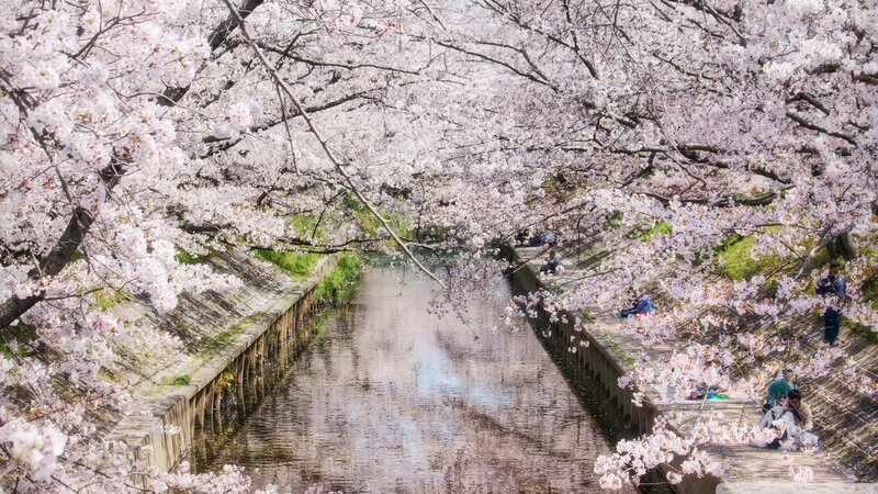 Cherry Blossoms over Canal — Pink, Serene, Spring, Photograph