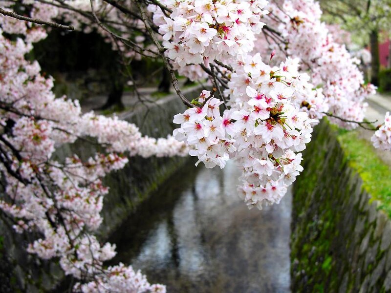Cherry Blossoms over Canal — Pink, Serene, Spring