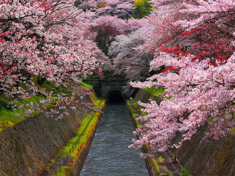 Cherry Blossoms over Canal — Pink, Serene