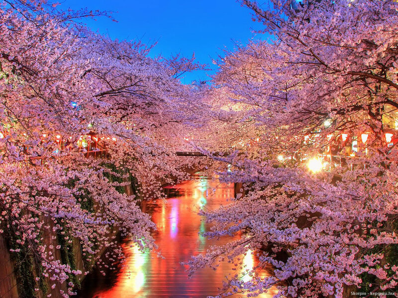Cherry Blossoms over Canal — Pink