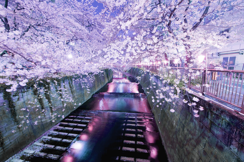 Cherry Blossoms over Canal — Purple, Serene, Night, Photograph, Bridge