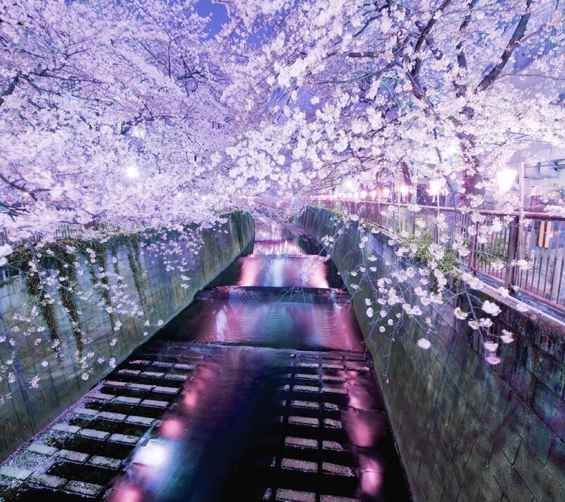 Cherry Blossoms over Canal — Purple, Serene, Night, Photograph, Trees