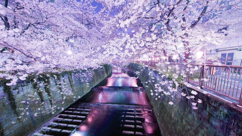 Cherry Blossoms over Canal — Purple, Serene, Night