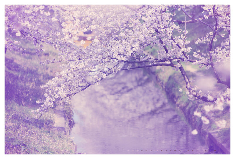 Cherry Blossoms over Canal — Purple, Serene, Spring