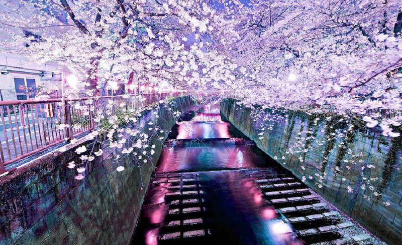 Cherry Blossoms over Canal — Purple, Serene