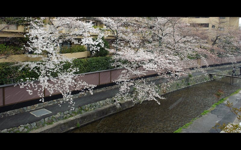 Cherry Blossoms over Canal — White, Serene, Spring