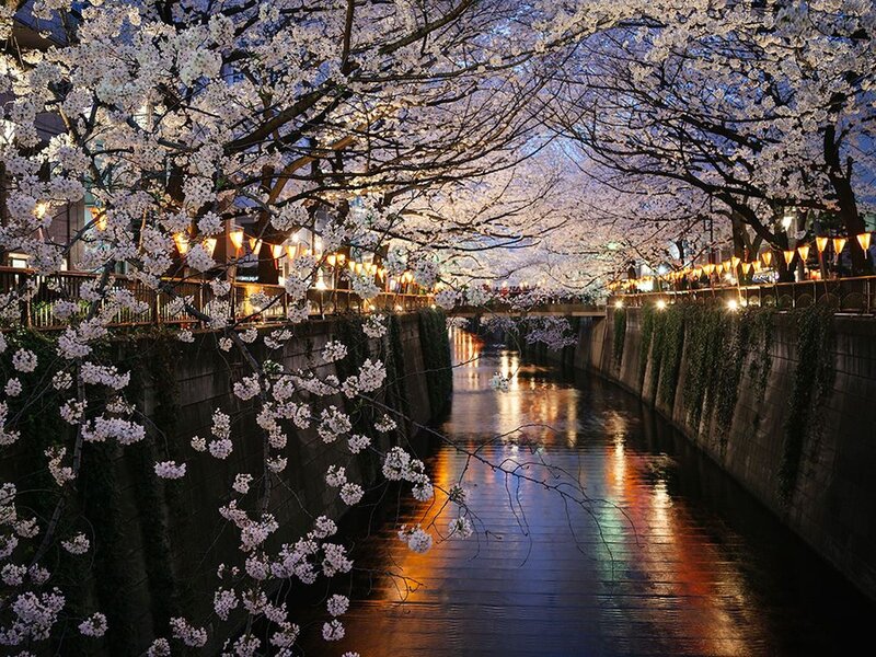 Cherry Blossoms over Canal — White
