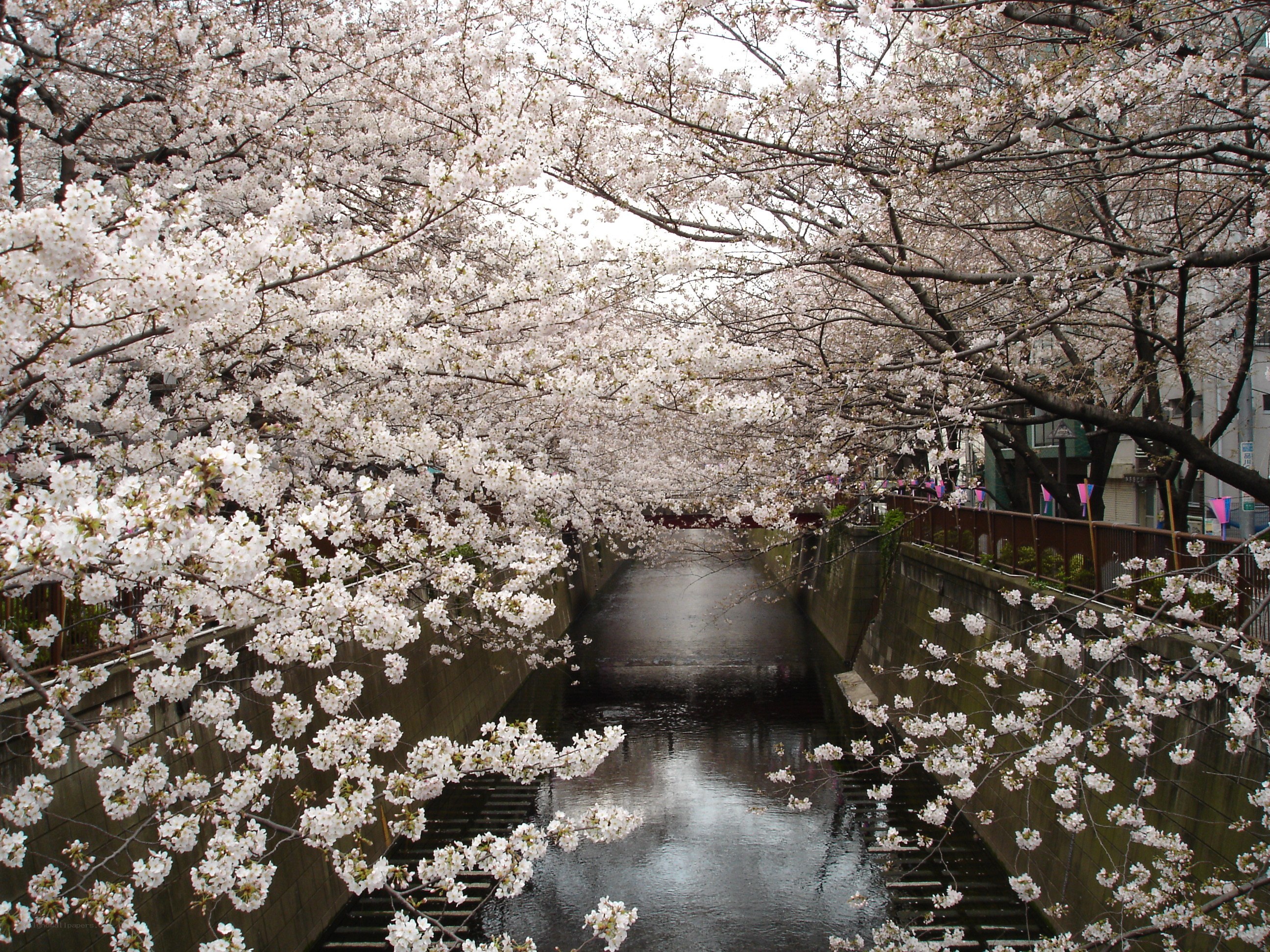 cherry blossoms over canal