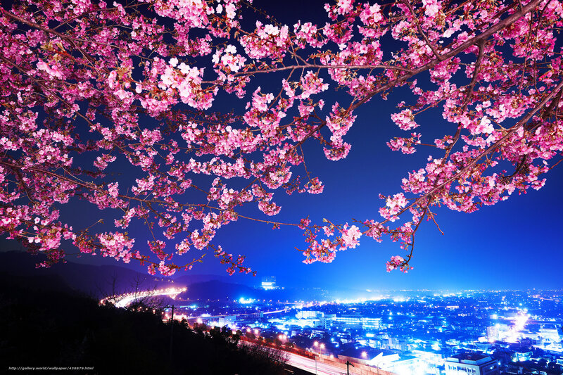 Cherry blossoms over city at night