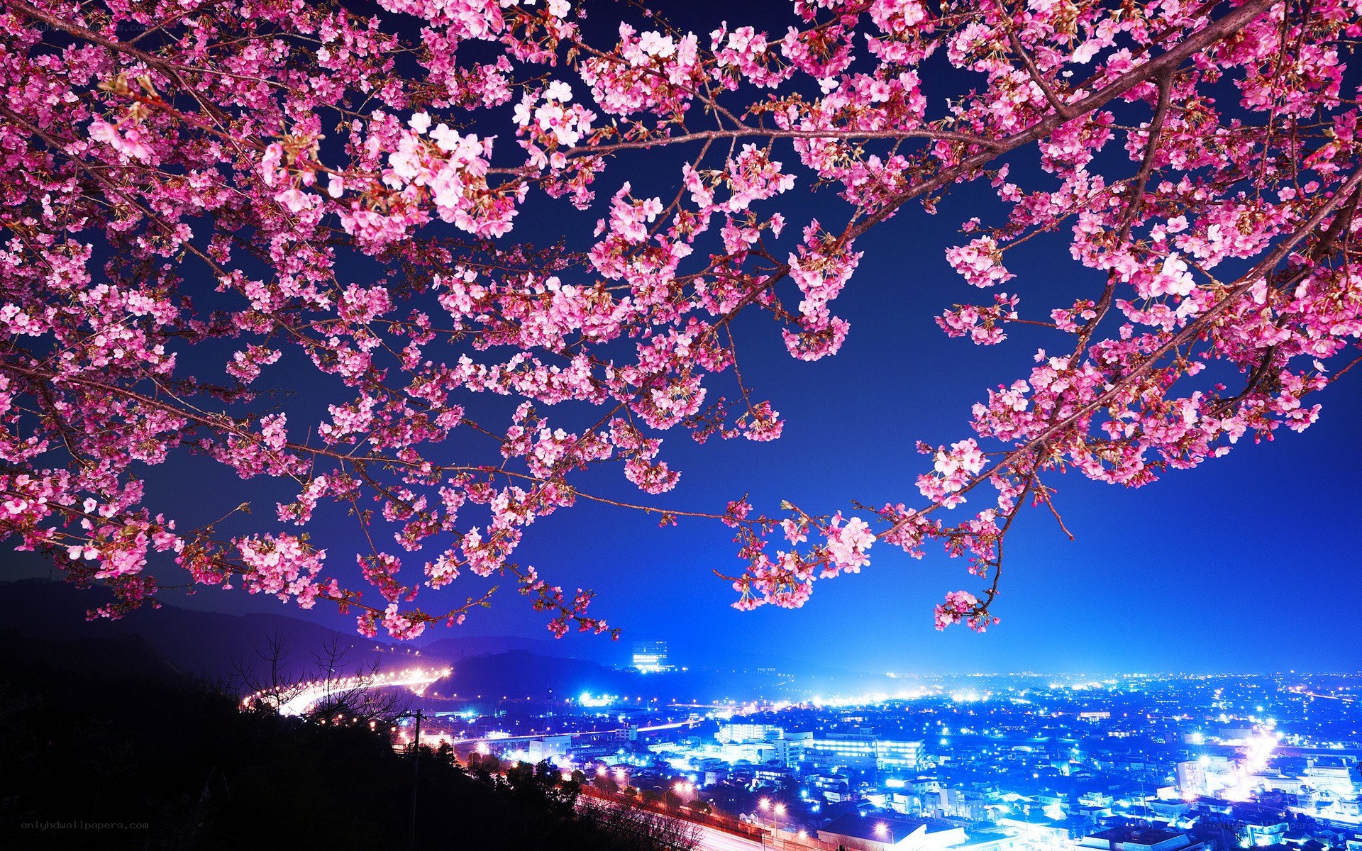Cherry blossoms over city at night