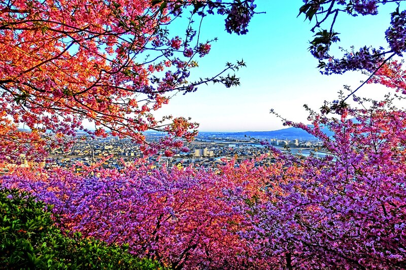 Cherry Blossoms over City — Pink