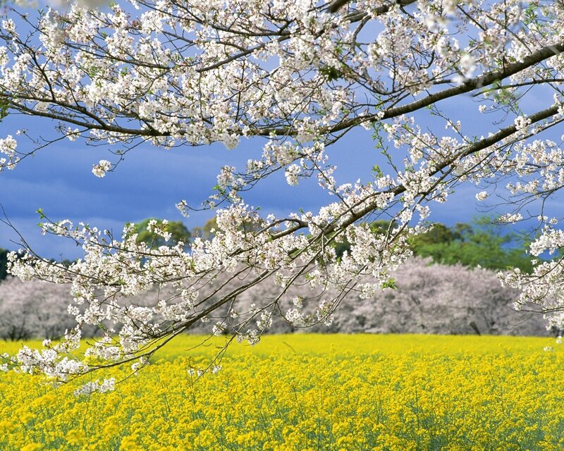 Cherry Blossoms over Field