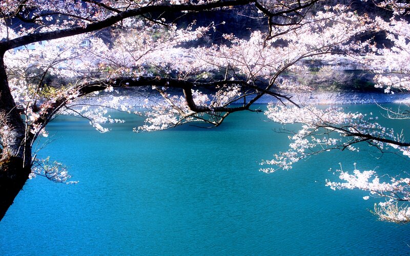 Cherry Blossoms over Lake — Blue, Serene, Spring