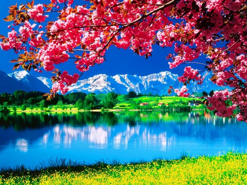 Cherry Blossoms over Lake — Blue, Serene