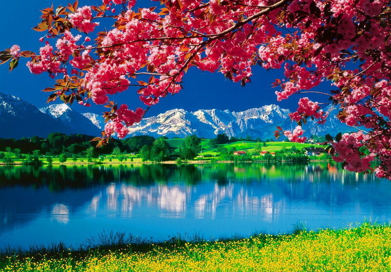 Cherry Blossoms over Lake — Blue