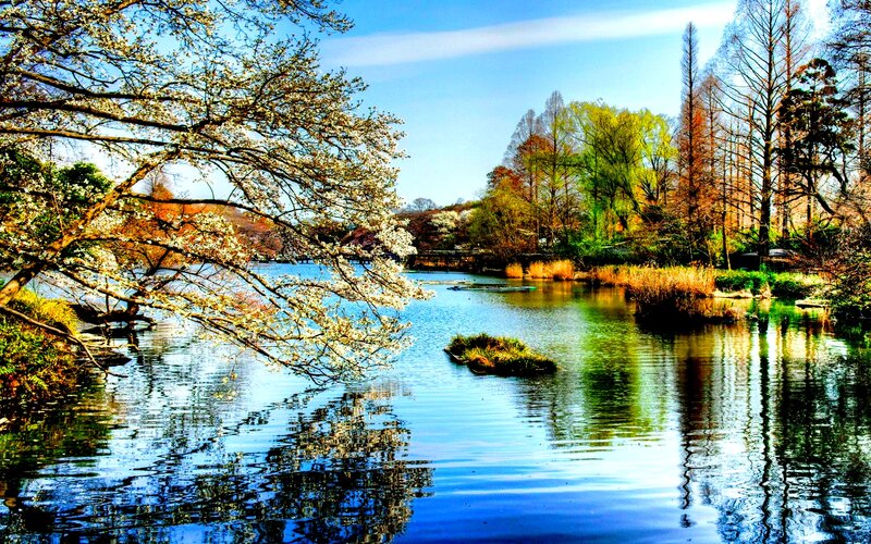 Cherry Blossoms over Lake
