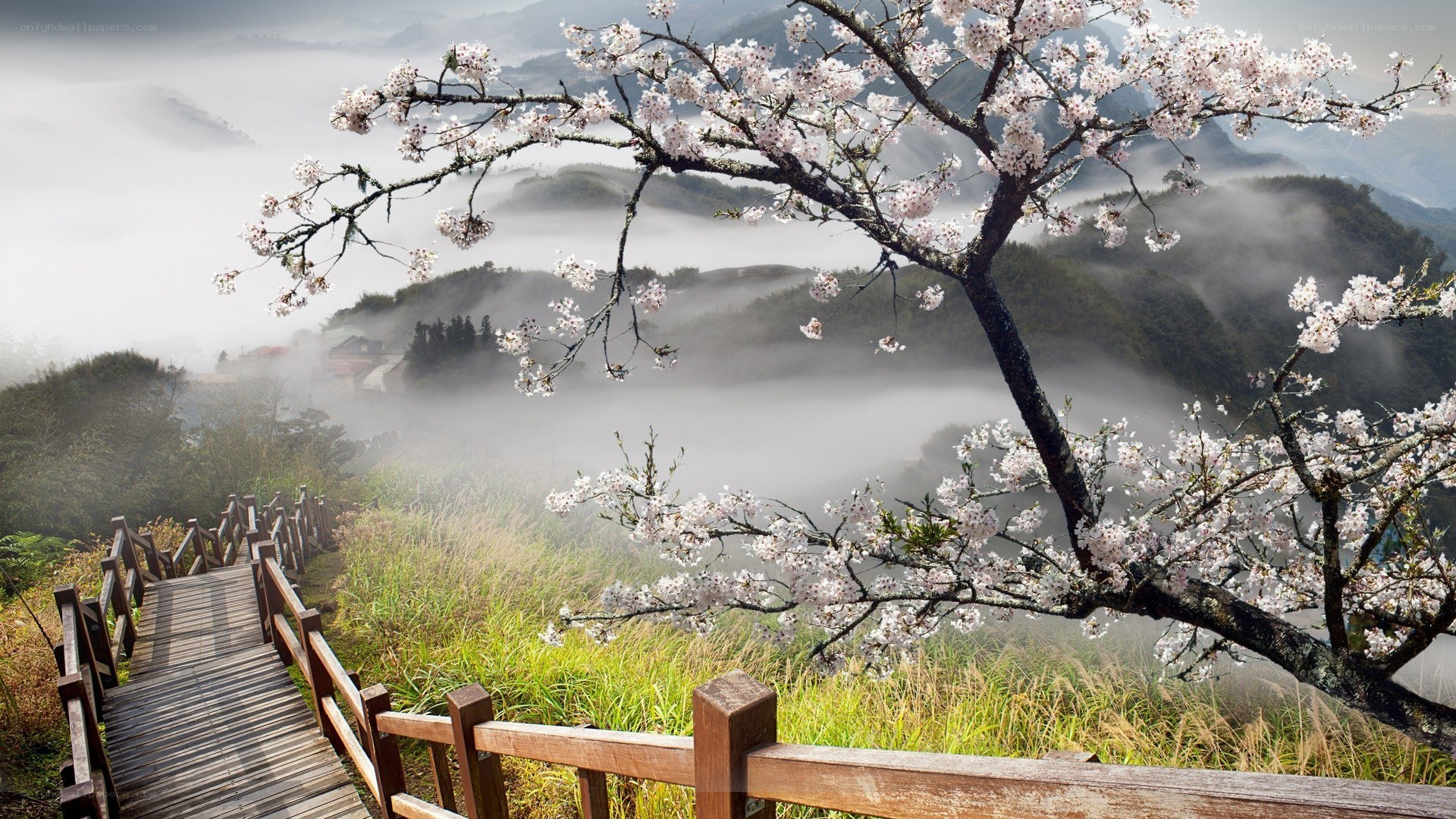 Cherry blossoms over misty mountains