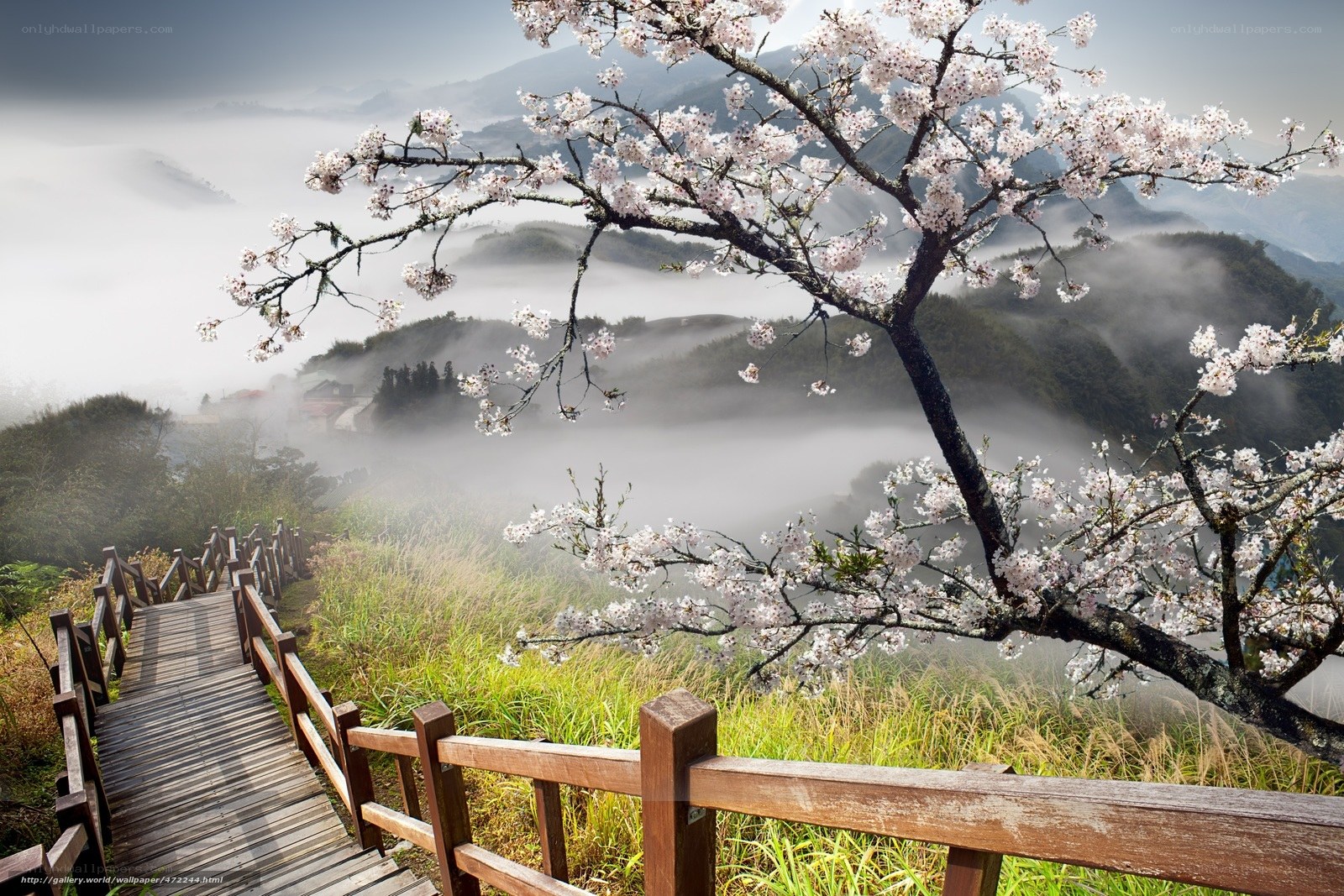 Cherry blossoms over misty mountains