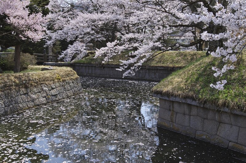 Cherry Blossoms over Moat