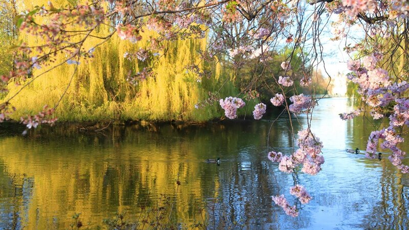 Cherry Blossoms over Pond — Pink, Serene, Spring