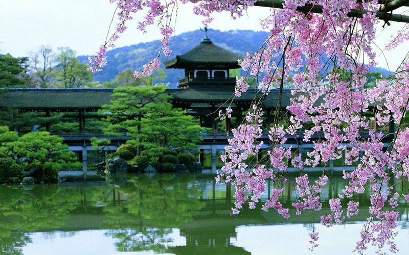 Cherry Blossoms over Pond — Pink, Serene