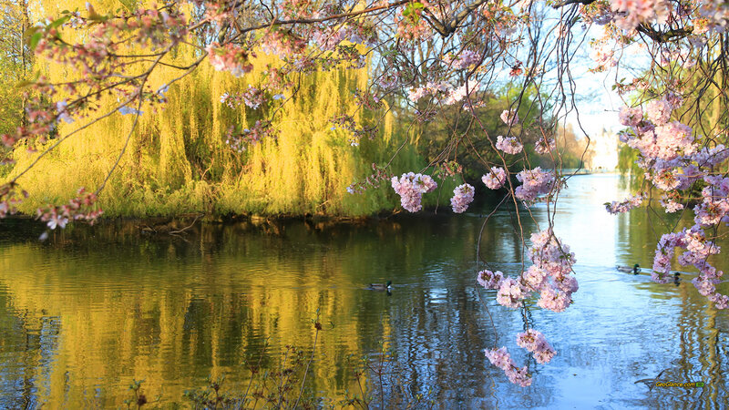 Cherry Blossoms over Pond — Pink