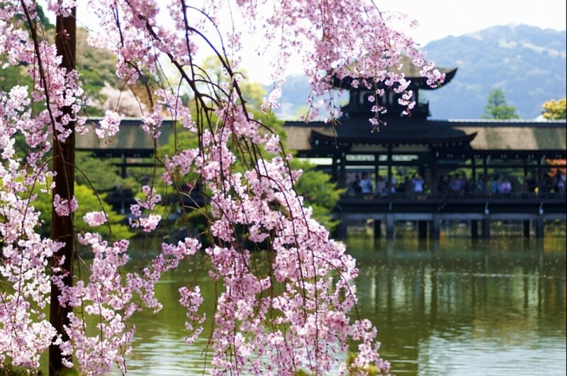 Cherry Blossoms over Pond