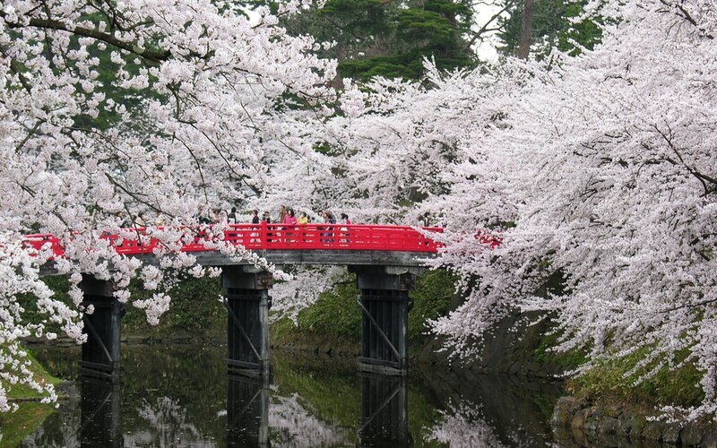 Cherry blossoms over red bridge