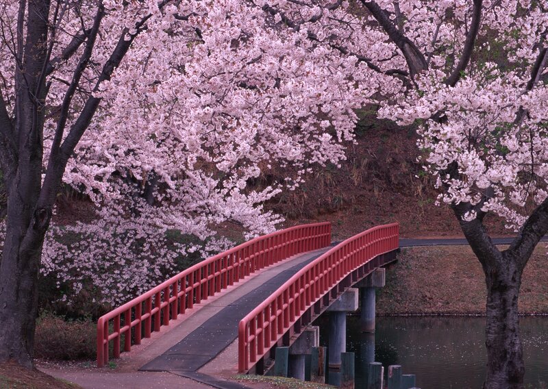 Cherry blossoms over red bridge