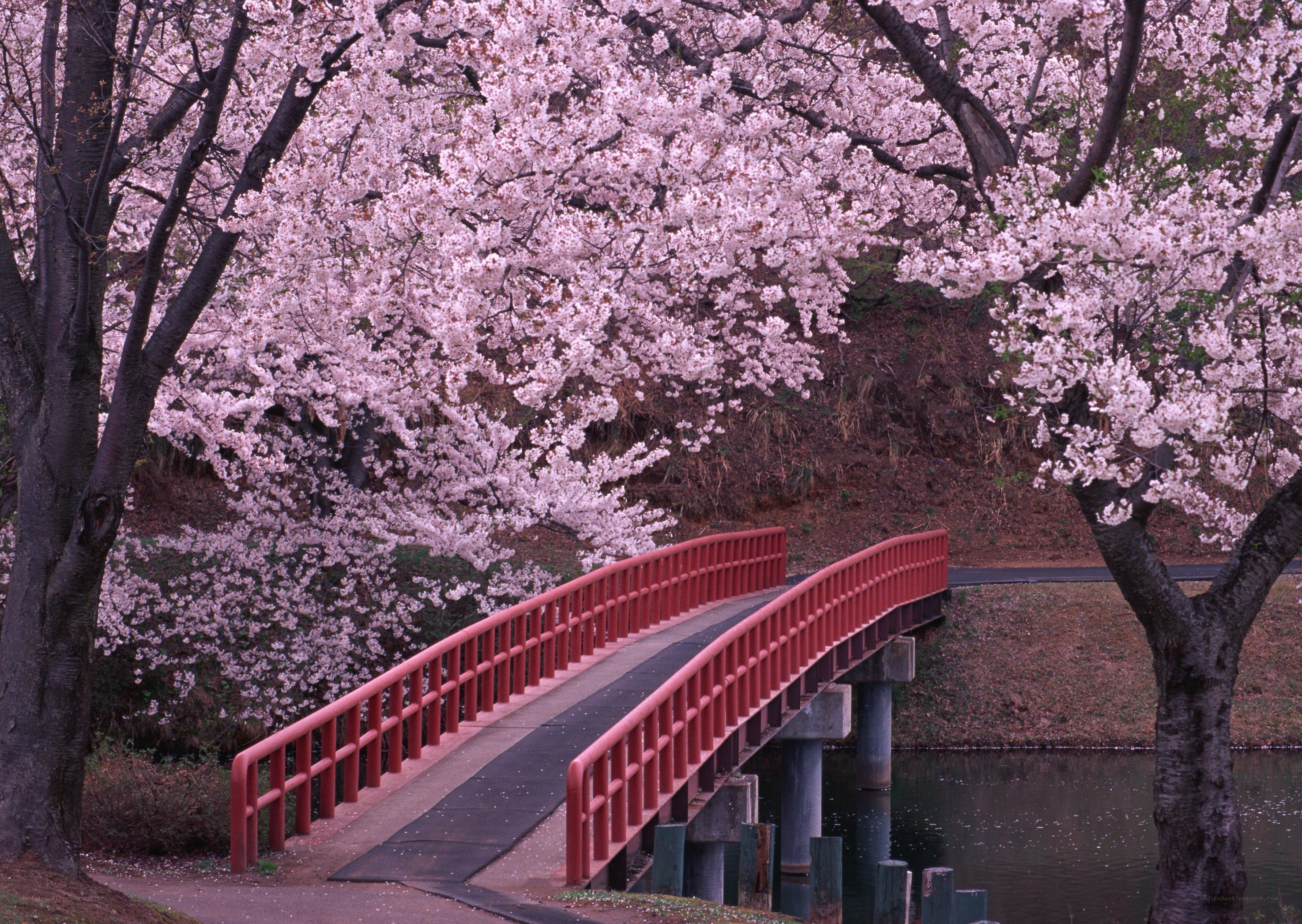 Cherry blossoms over red bridge